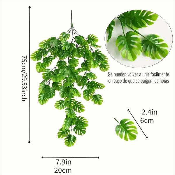 Medidas del helecho hojas de monstera