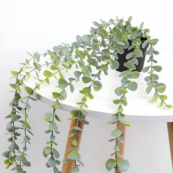 Helecho De Eucalipto Con Maceta