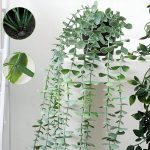 Helecho De Eucalipto Con Maceta