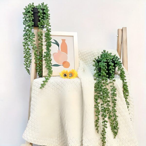 Helecho Lágrimas de Bebé Con Maceta