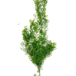Racimo-Decorativo-Verde-Artificial.png
