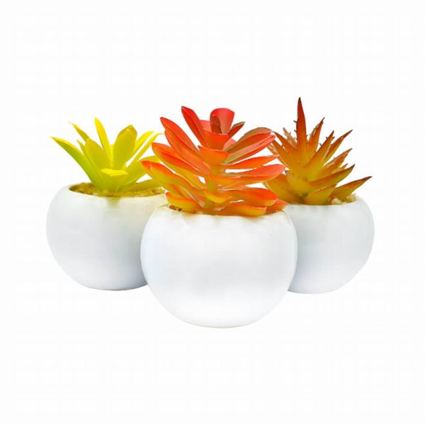 Maceta De Porcelana Con Suculenta