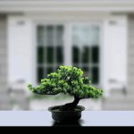 decora tu hogar con el bonsai artificial