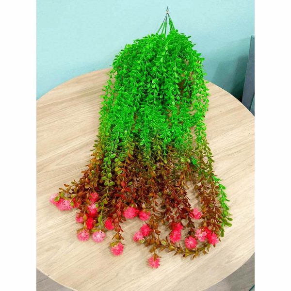 helecho senecio rojo